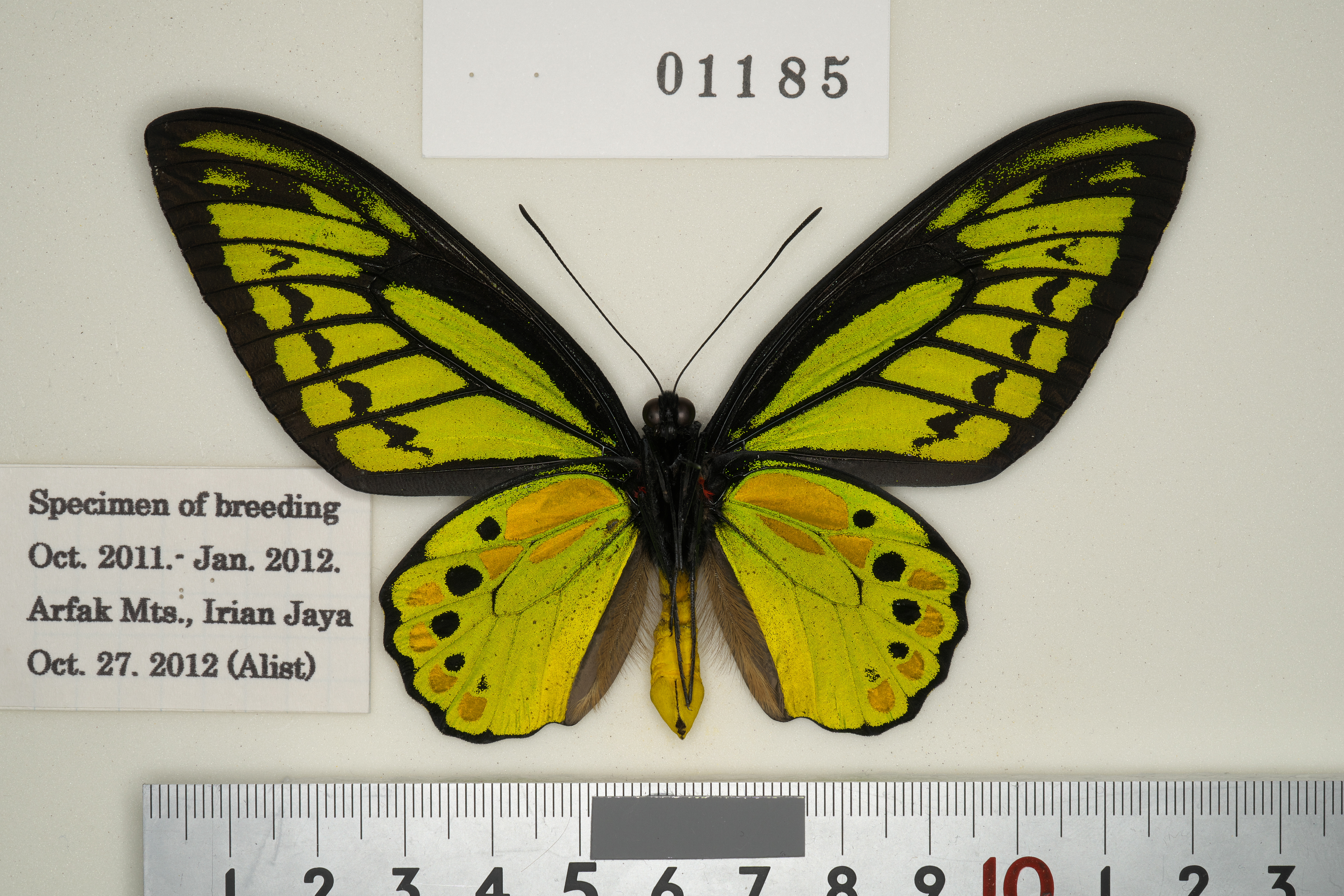 122-01185 | トリバネアゲハデジタル大図鑑（大屋崇コレクション）